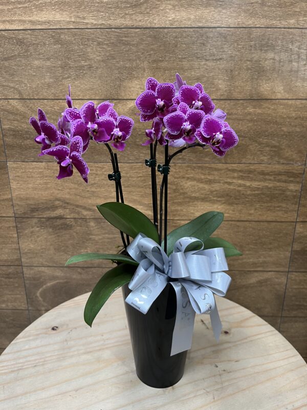 Mini Orquidea duas hastes - Dia das Mães - Imagem 2