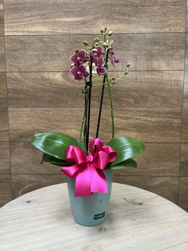Mini Orquidea duas hastes - Dia das Mães