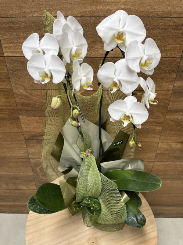 Orquídea Phalaenopsis branca