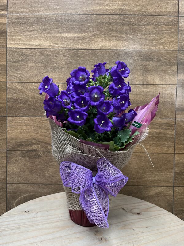 Campanula - Imagem 2