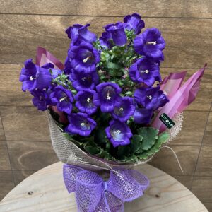 Campanula