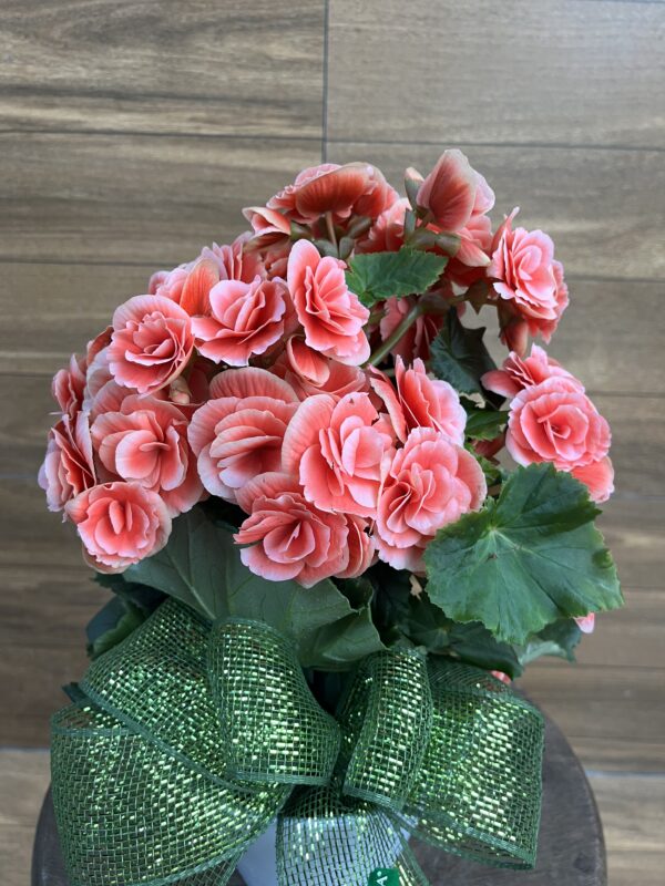 Begônia rosa no cachepô - Imagem 4