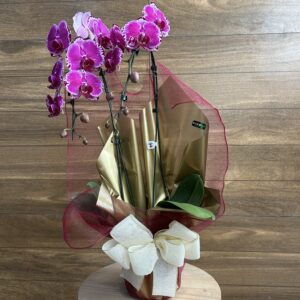 Orquídea Phalaenopsis Roxa 2 Hastes Embalada