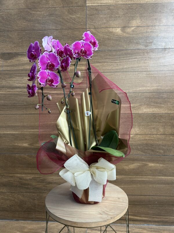 Orquídea Phalaenopsis Roxa 2 Hastes Embalada