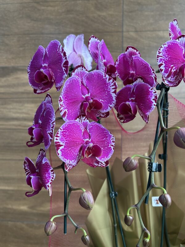 Orquídea Phalaenopsis Roxa 2 Hastes Embalada - Imagem 2