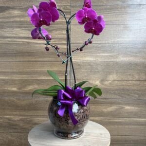 Orquídea phalaenopsis Coração 2 hastes no Vaso de Vidro