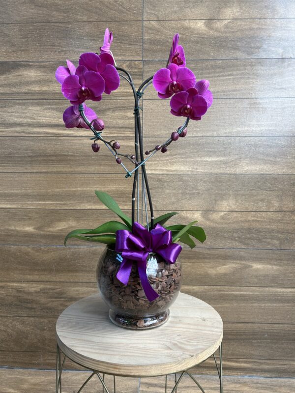 Orquídea phalaenopsis Coração 2 hastes no Vaso de Vidro