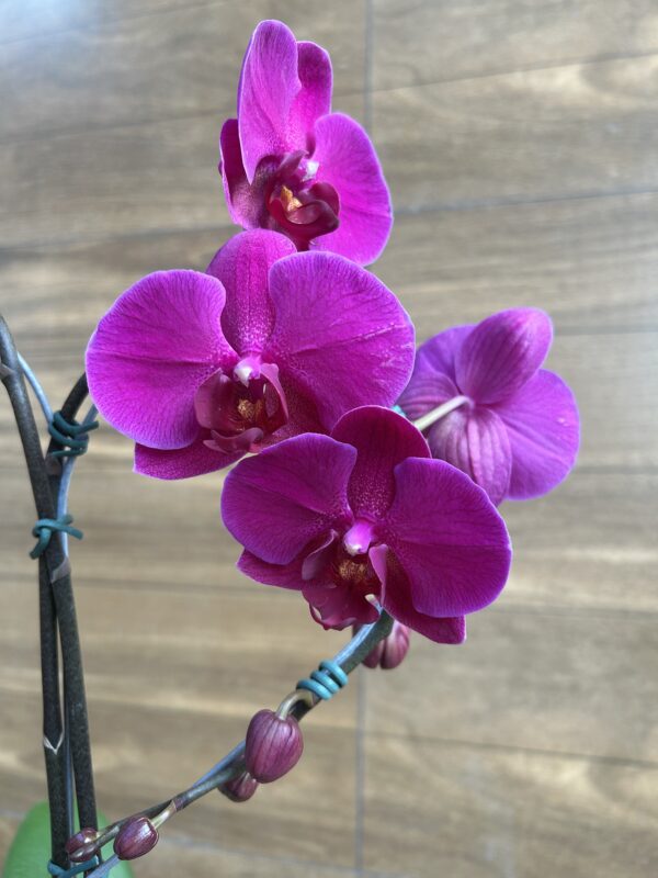 Orquídea phalaenopsis Coração 2 hastes no Vaso de Vidro - Imagem 2