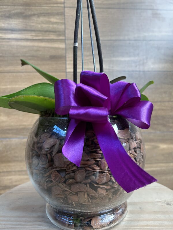Orquídea phalaenopsis Coração 2 hastes no Vaso de Vidro - Imagem 3