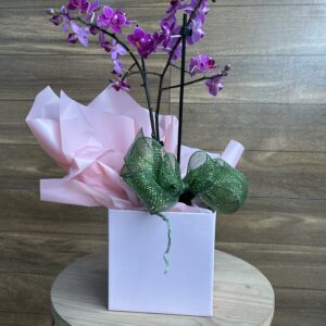 Mini Orquídea Roxa na Caixa