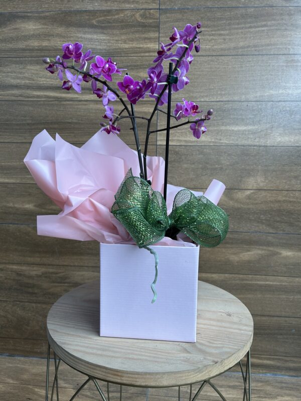 Mini Orquídea Roxa na Caixa
