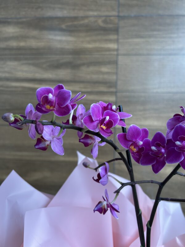 Mini Orquídea Roxa na Caixa - Imagem 2