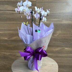 Mini Orquídea Embalada