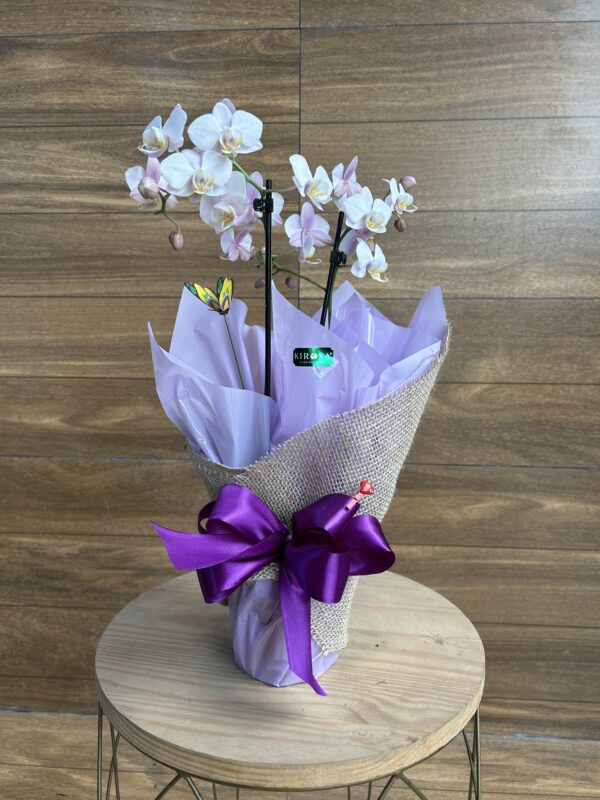 Mini Orquídea Embalada