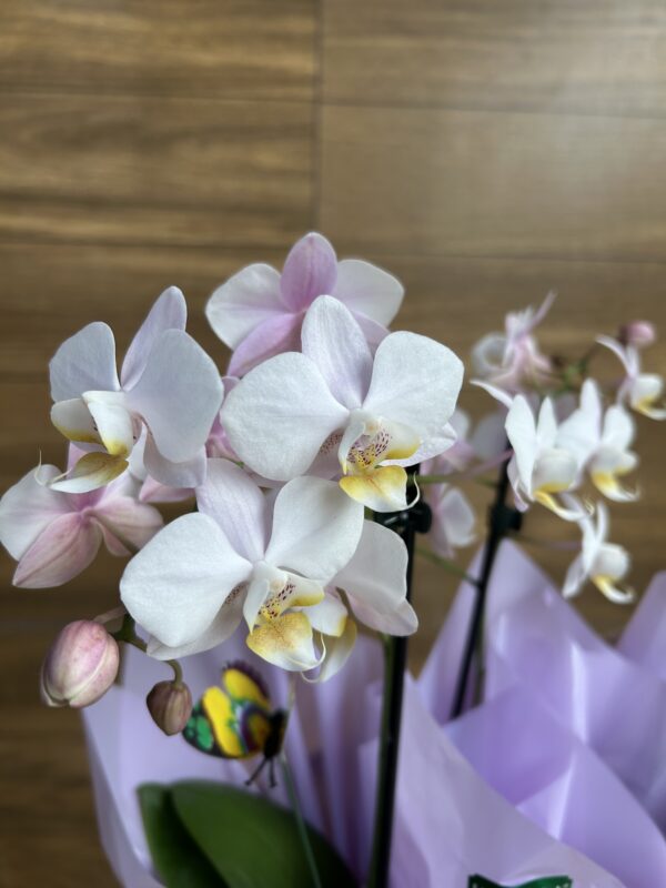 Mini Orquídea Embalada - Imagem 2