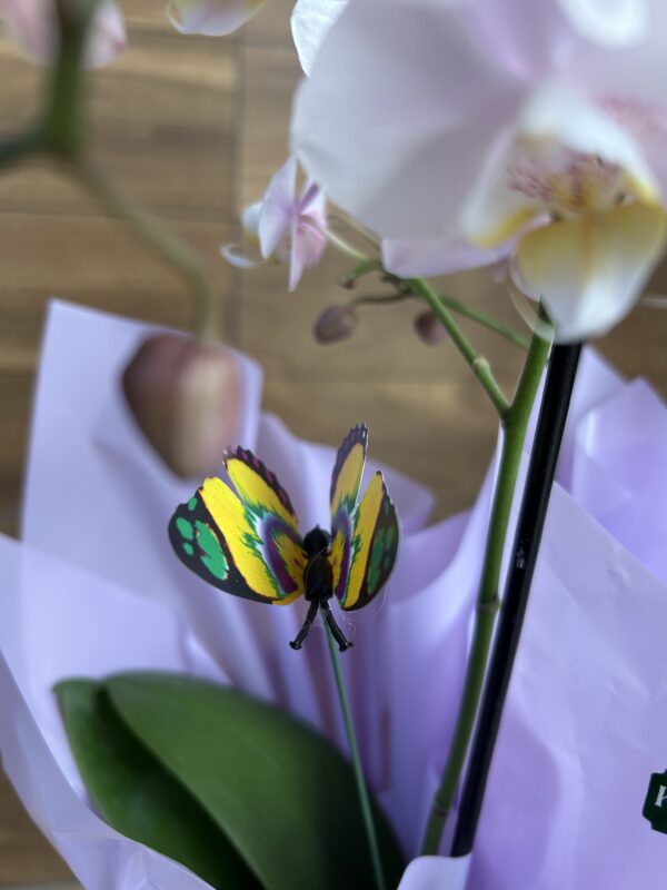 Mini Orquídea Embalada - Imagem 3