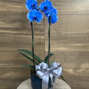Orquídea Phalaenopsis Azul duas Hastes