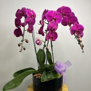 Orquídea Phalaenopsis no Cachepô