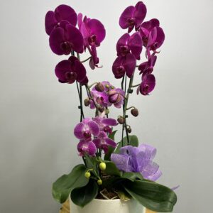 Orquídea Phalaenopsis + Mini Oquídea no Cachepô