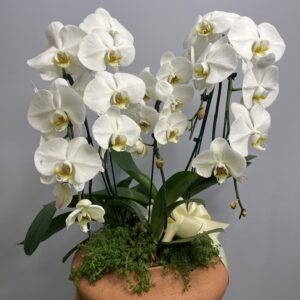 Orquídea Cascata Branca Múltiplas Hastes