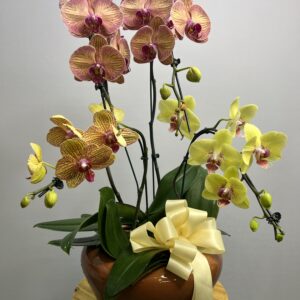 Orquídea Phalaenopsis Colorida Múltiplas Hastes no Vaso