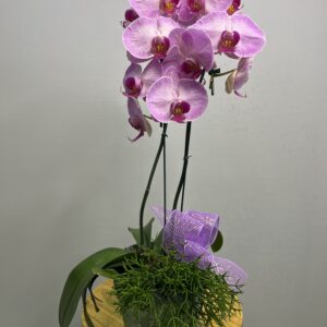 Orquídea Phalaenopsis Lilás no Vaso