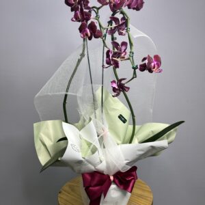 Mini Orquídea Roxa Haste Dupla