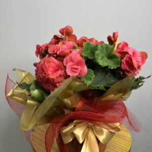 Begônia Cor de Rosa