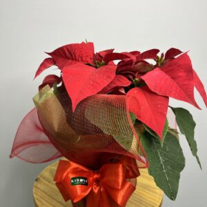 Poinsétia Vermelha - Flor de Natal