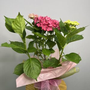 Hortênsia Cor de Rosa