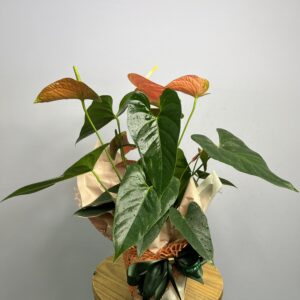 Antúrio na Embalagem