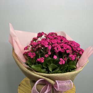 Calandiva Flor da Fortuna Cor de Rosa