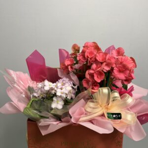 Box Begônia e Violeta