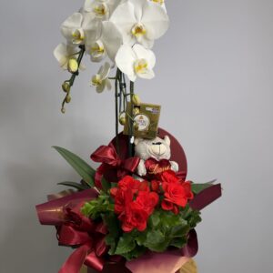 Box Orquídea + Begônia + Urso + Ferrero