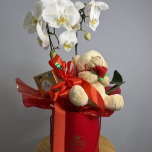 Box Orquídea Phalaenopsis + Urso + Ferrero