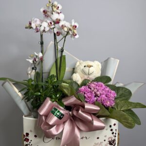 Box Mini Orquídea + Violeta + Urso