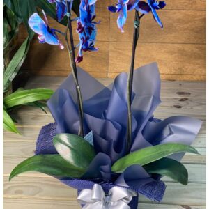 Orquídea Duo Azul 2 hastes