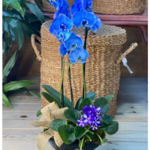 Orquídea Duo Azul 2 hastes