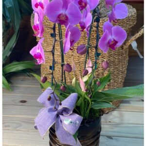 Orquídea e Antúrio