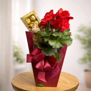 Box Begônia + Pelúcia + Ferrero