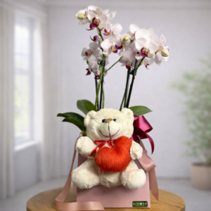 Box Orquídea + Urso