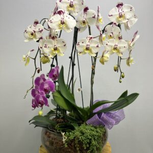 Orquídea Phalaenopsis Mista + Mini Orquídea no Vidro