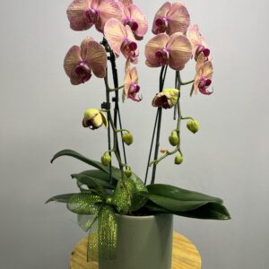 Orquídea Phalaenopsis Colorida Haste Dupla