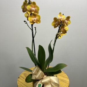 Orquídea Amarela Haste Dupla