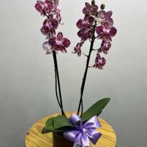 Orquídea Bicolor no Vaso
