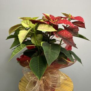 Poinsétia Mista - Flor de Natal