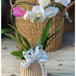 Orquídea Coração