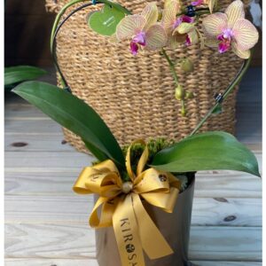 Orquídea Coração Amor