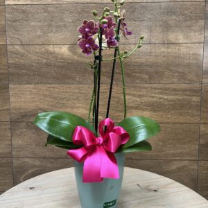 Mini Orquidea duas hastes - Dia das Mães