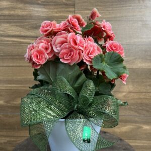 Begônia rosa no cachepô